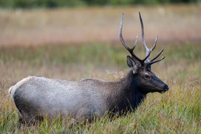 Elk in the Tall Grass.jpg