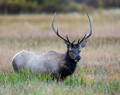 Elk Near Jackson Lake Dam.jpg