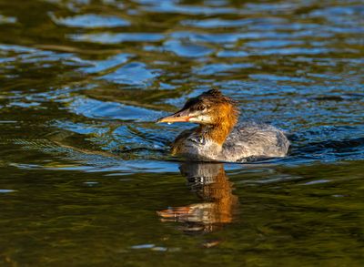 Duck in the Snake River.jpg