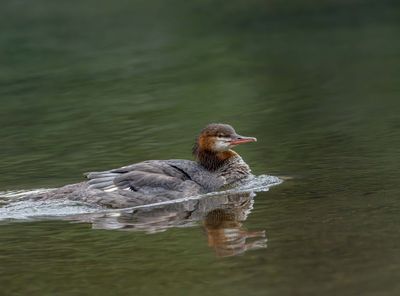 Duck Reflection.jpg