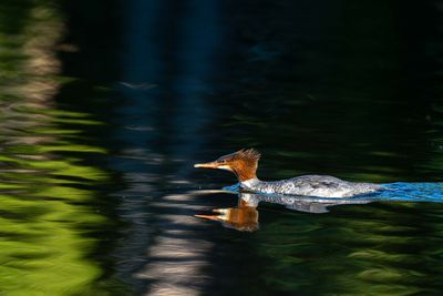 Merganser Reflection.jpg