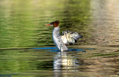 Other Waterbirds