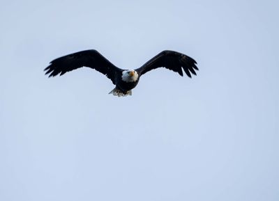 Eagle in Flight.jpg