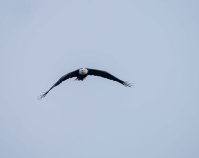 Flying Bald Eagle.jpg