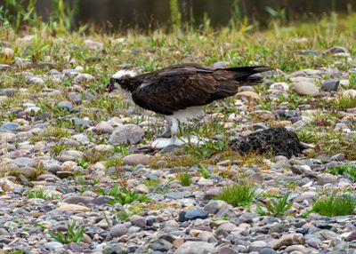 Osprey Near Cattleman's Bridgee.jpg