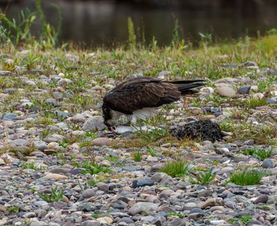 Osprey on the Snake River.jpg