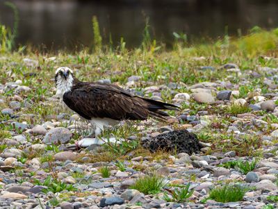 Osprey with a Fish.jpg