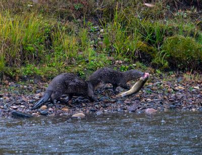 Otter Carrying Fish.jpg