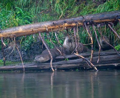 Otter Den.jpg