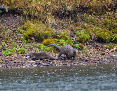 Otter Keeping Watch.jpg