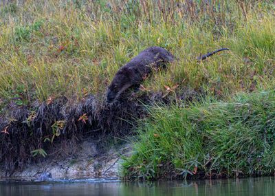 Otter on the Bank.jpg