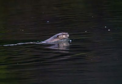 Otter Swimming.jpg