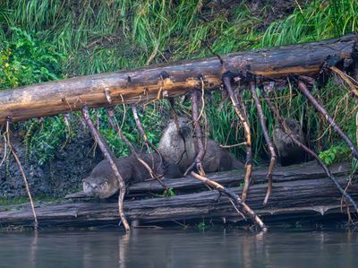 Otters at the Den.jpg