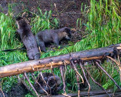 Otters by the Den.jpg