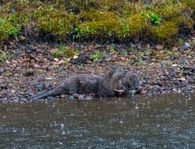 Otters by the Snake River.jpg