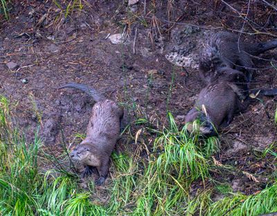 Otters in the Mud.jpg