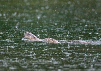 Otters in the Rain.jpg
