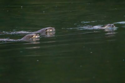 Otters in the Water.jpg