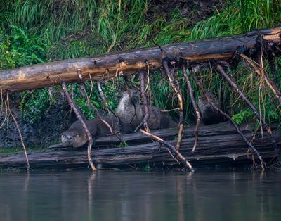 Otters Near Cattleman's Bridge.jpg