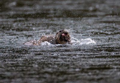 Otters Playing in the Water.jpg