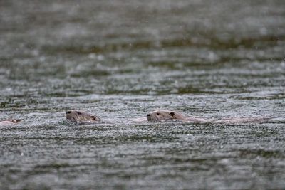 Otters Swimming.jpg