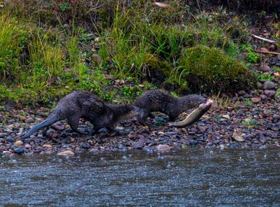Otters with a Fish Along the Snake River.jpg