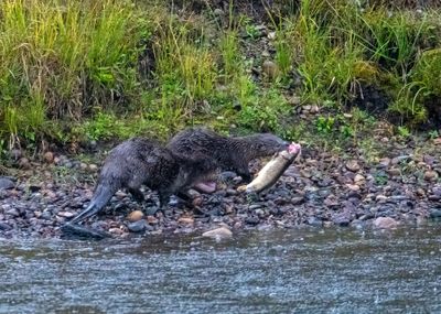 Otters with a Fish.jpg