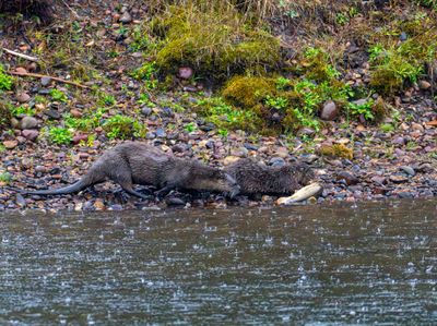 Otters with a Meal.jpg