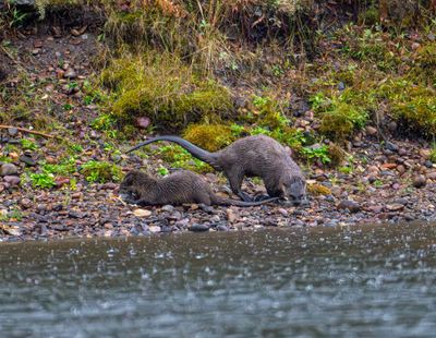 River Otters.jpg