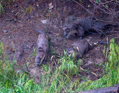 Three Otters Near the Den.jpg