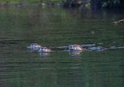 Three Otters on the Snake River.jpg