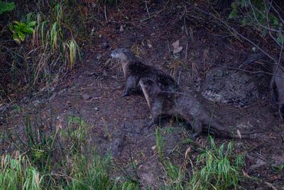Two Otters By the Den.jpg