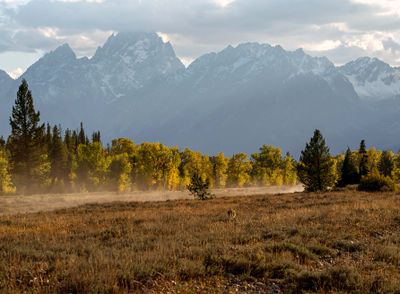 Coyote Against the Tetons.jpg