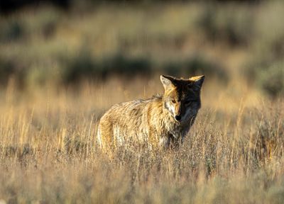 Coyote at Pilgrim Creek.jpg