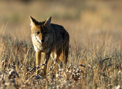 Coyote at Sunset.jpg
