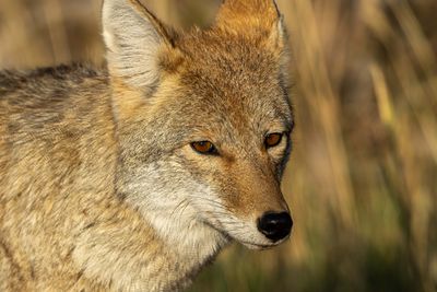 Coyote Closeup.jpg