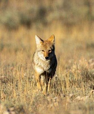 Coyote Head On.jpg