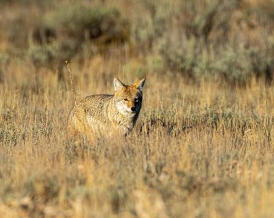 Coyote in the Sage.jpg