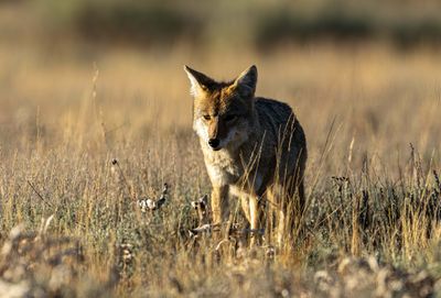 Coyote on Pilgrim Creek Road.jpg