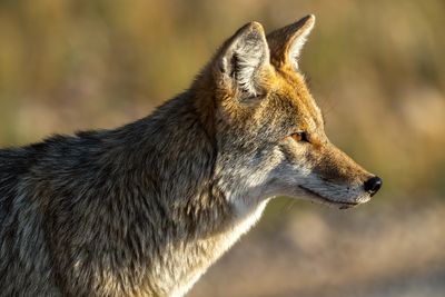 Coyote Profile.jpg