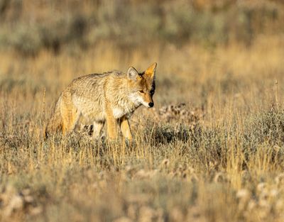 Coyote Stalking the Sage.jpg
