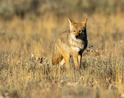 Coyote.jpg