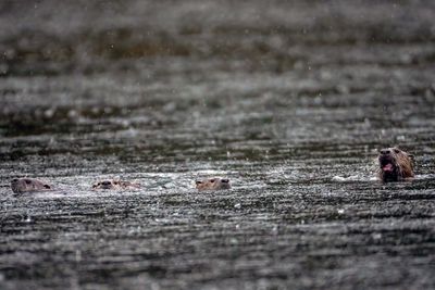 Four Otters in the Water.jpg