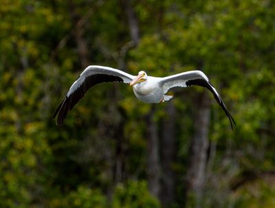 Flying Pelican.jpg