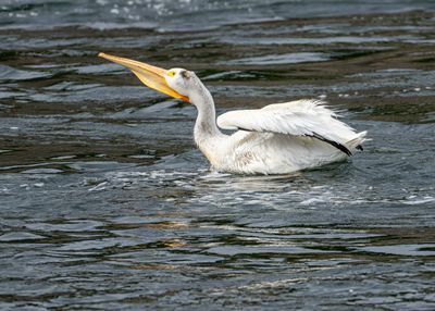 Pelicans