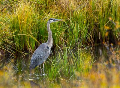 Herons
