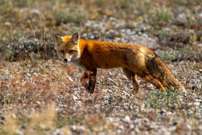 Fox down Pacific Creek Road.jpg