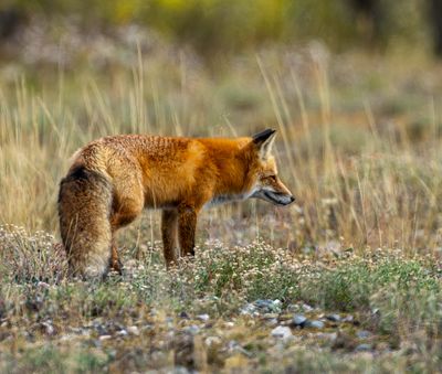 Fox Near the Hunting Camp.jpg