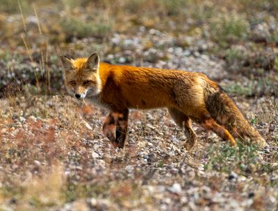 Fox.jpg
