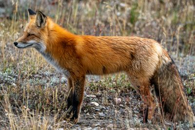 Red Fox on the Pacific Creek Road.jpg